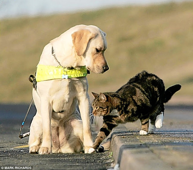 Minden esetben fegyelmezettnek kell maradnia a vakvezető kutyának!