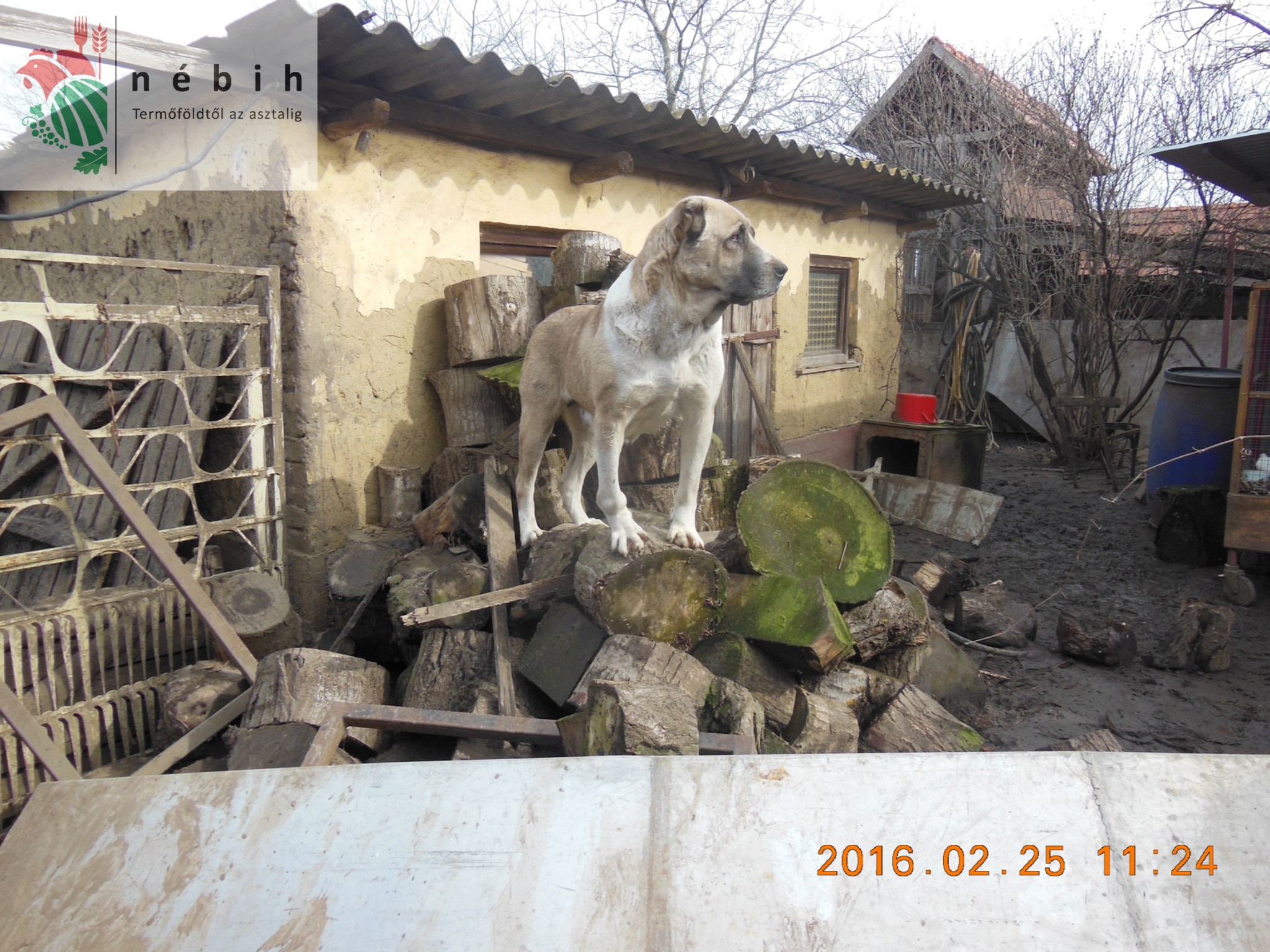 A környezet is veszélyes volt a kutyákra nézve