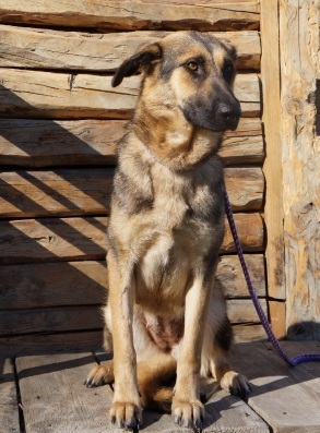 Fibi is gazdikereső Fibi is gazdikereső