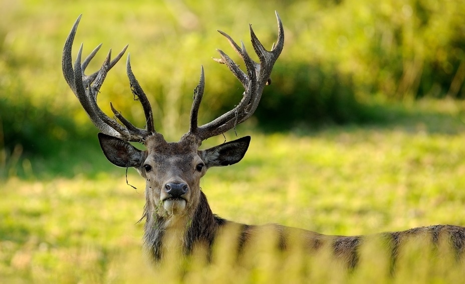 A szarvasbőgés időszakában figyeljünk fokozottan erdei kirándulás alatt