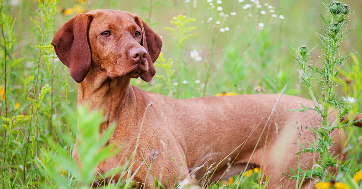 Magyar vizsla Magyar vizsla