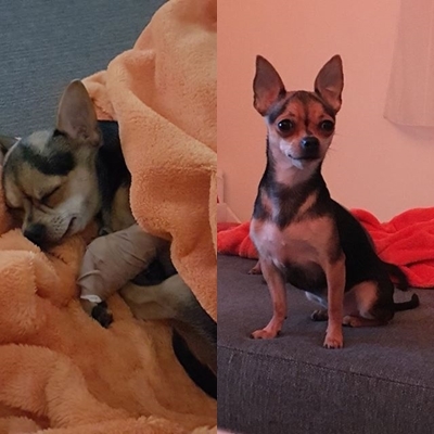 3 hónapos használattal megszűntek a kínzó tünetek, így áteshetett végre az ivartalanításon a kutyus