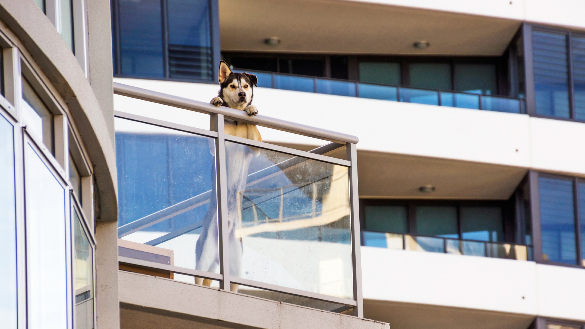 Kutyával is élhetsz társasházban!