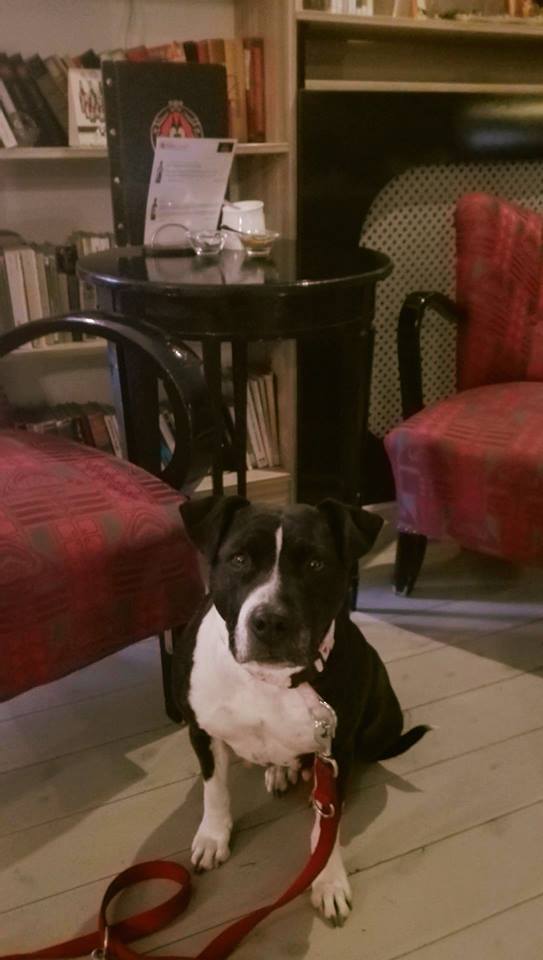 Kutyabarát Baristum kávézó négylábúvendége Kutyabarát Baristum kávézó négylábúvendége