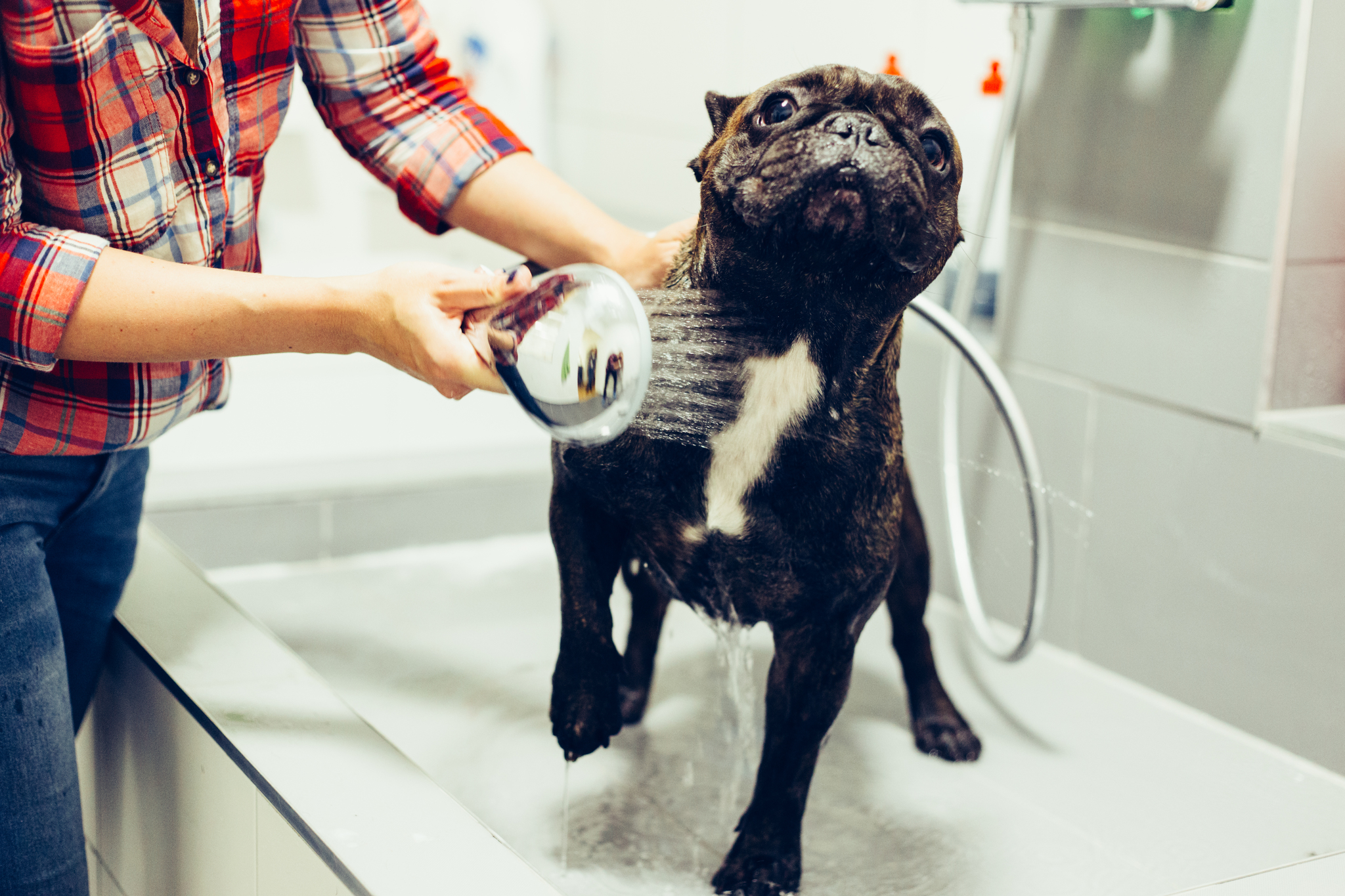 Az ohmyDOG kutyakozmetikában profikra bízhatod kedvencedet