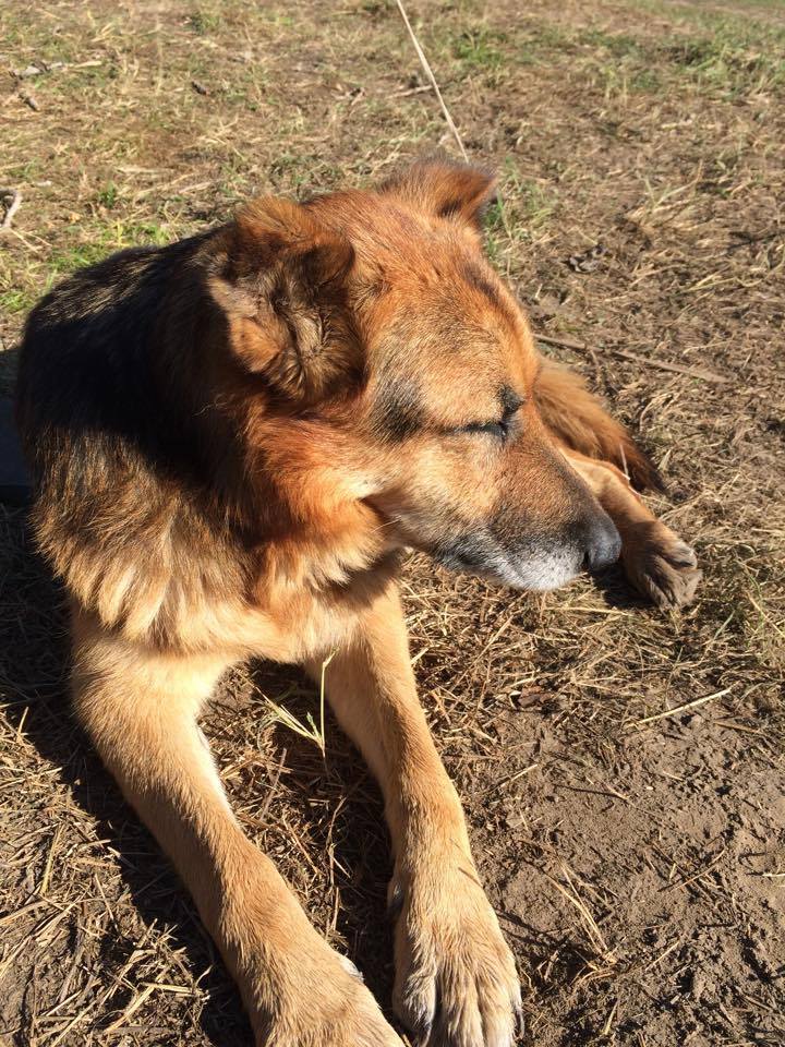 Zoli, a határvédő kutya tavaly ősszel