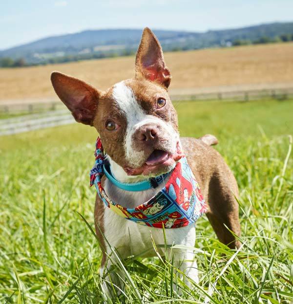 Libre, a boston terrier állatvédelmi törvénynek adott nevet