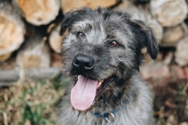 Tigris is gazdikereső Tigris is gazdikereső