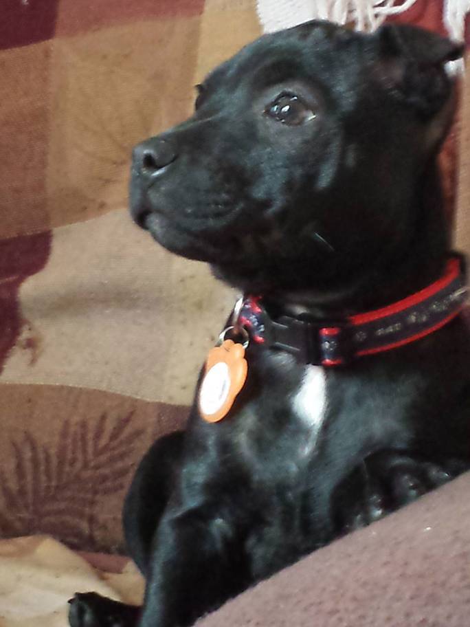 Ivy, a Staffordshie Bull Terrier kölyök az e-cigaretta egyik áldozata