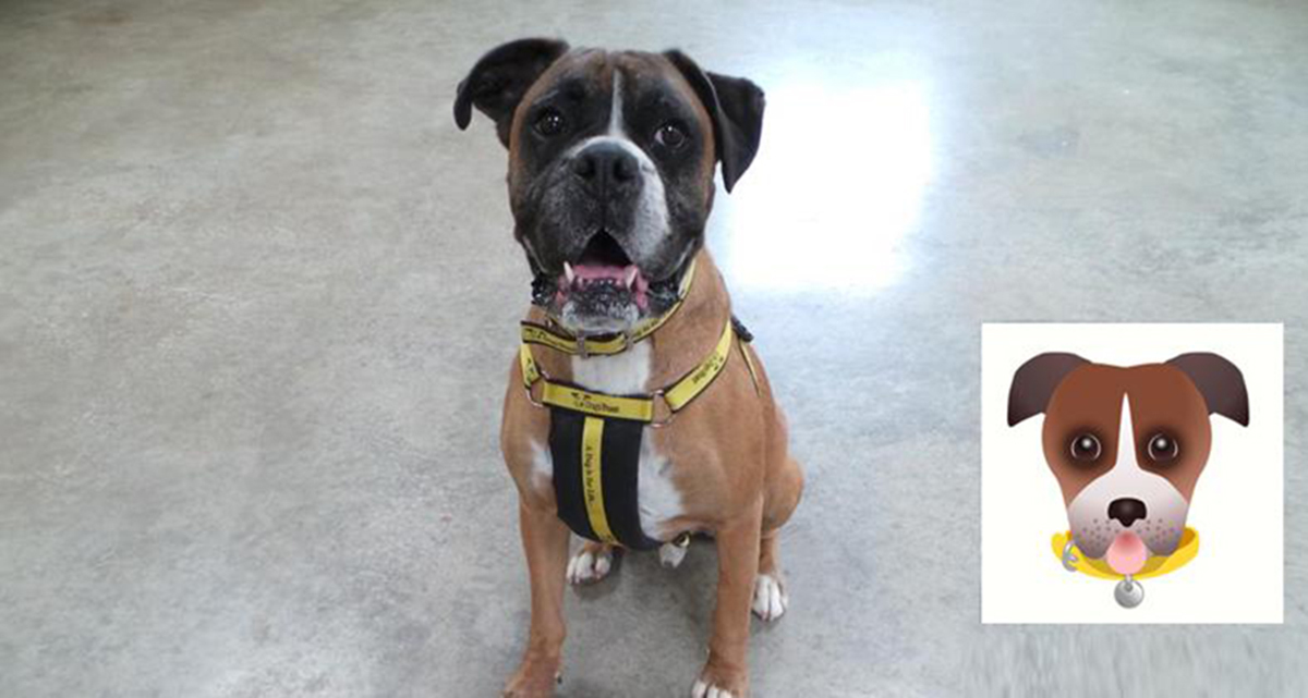 Az ikonokat valós kutyákról mintázták