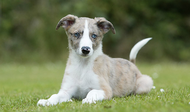 A külföldön közkedvelt lurcher hazánkban alig ismert