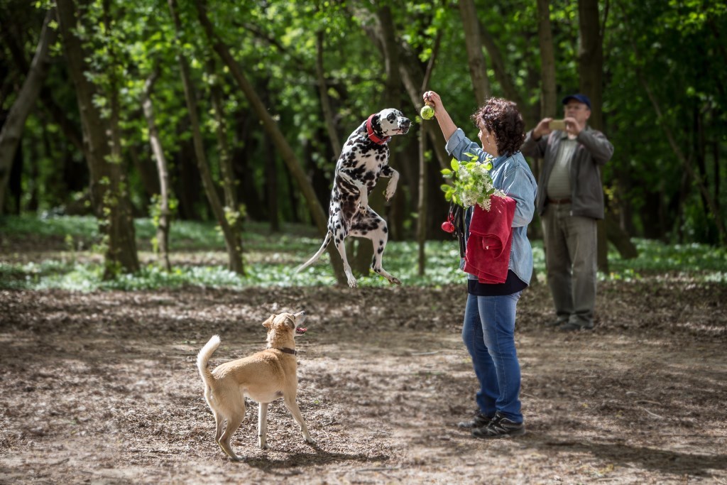 Dalmata Találkozó 2017 - Mindene a labda