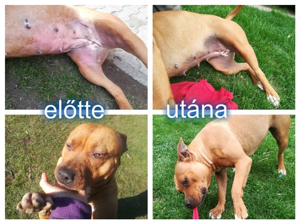 Véresre vakart alhas allergia miatt. 5 hét kezelés után visszatért a pigmentáció