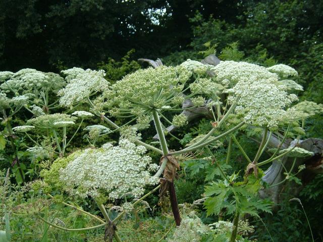 A növény virágzata