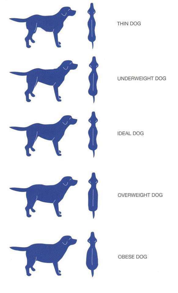 A kutya ideális és az attól eltérő alkata