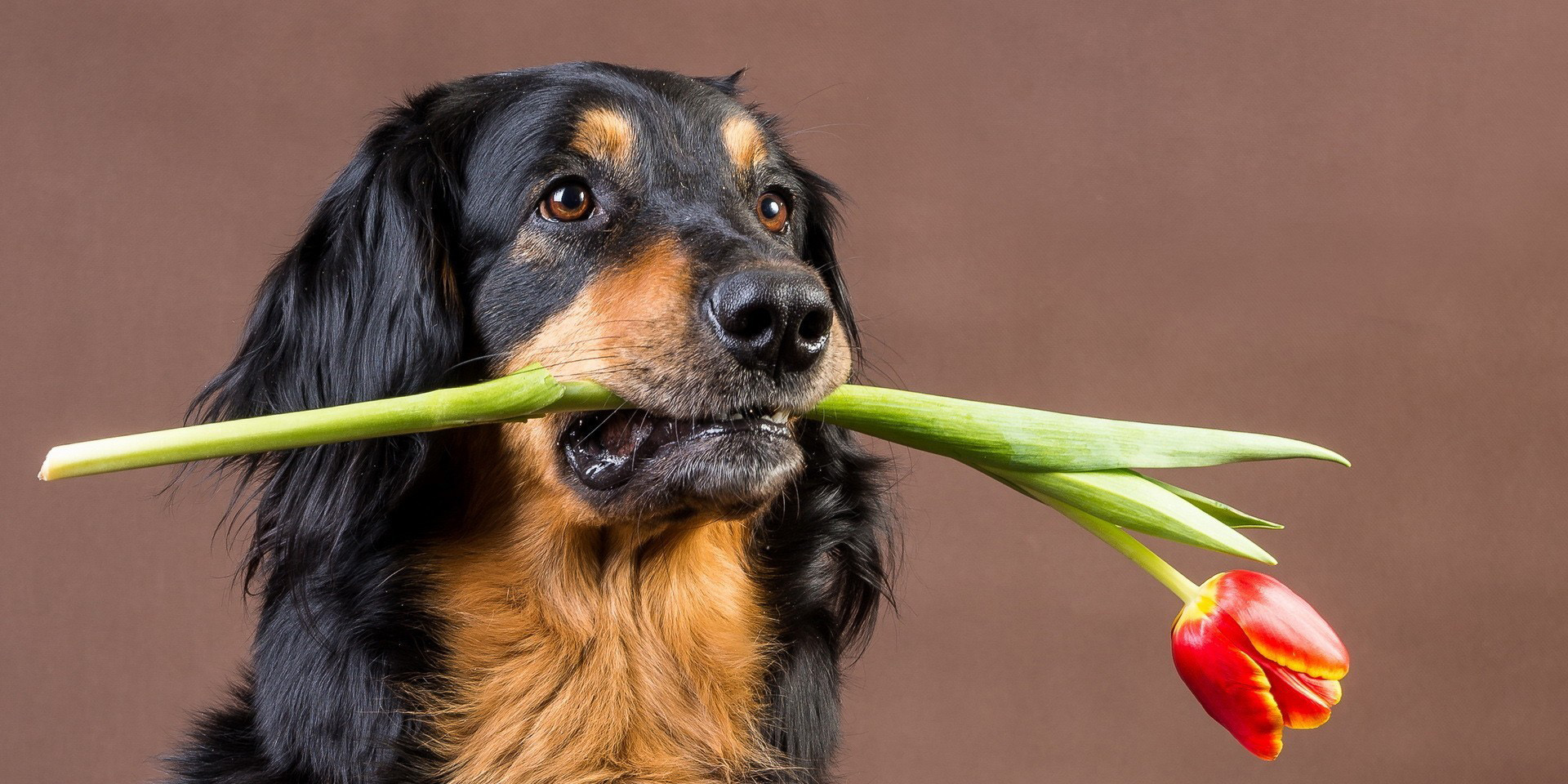 Amíg nem eszi meg, nincs baj