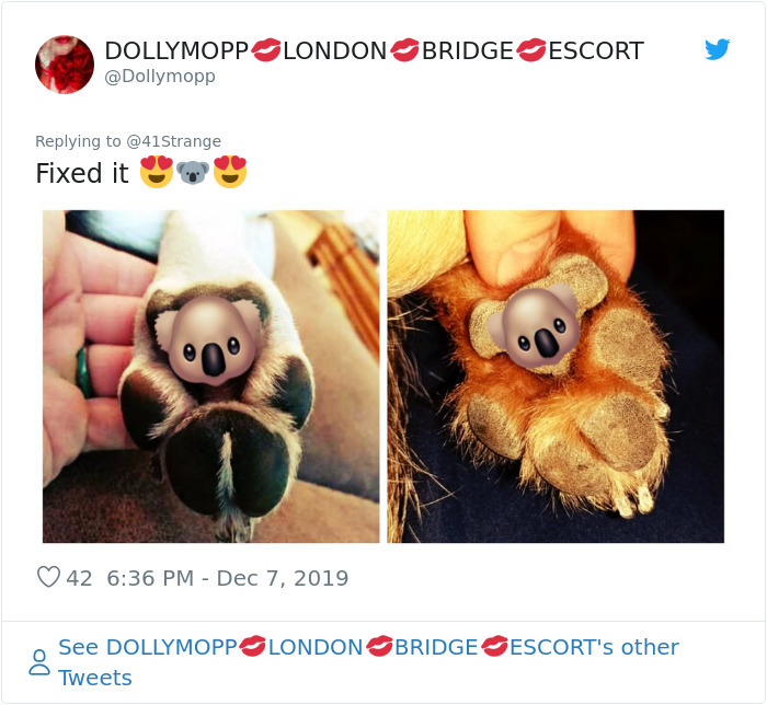 Koalafej a kutyatappancsokra szerkesztve