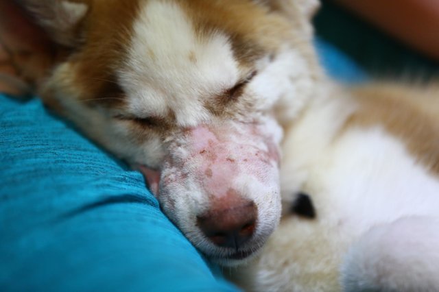 Sokáig az emberi érintést sem viselte el a kis husky