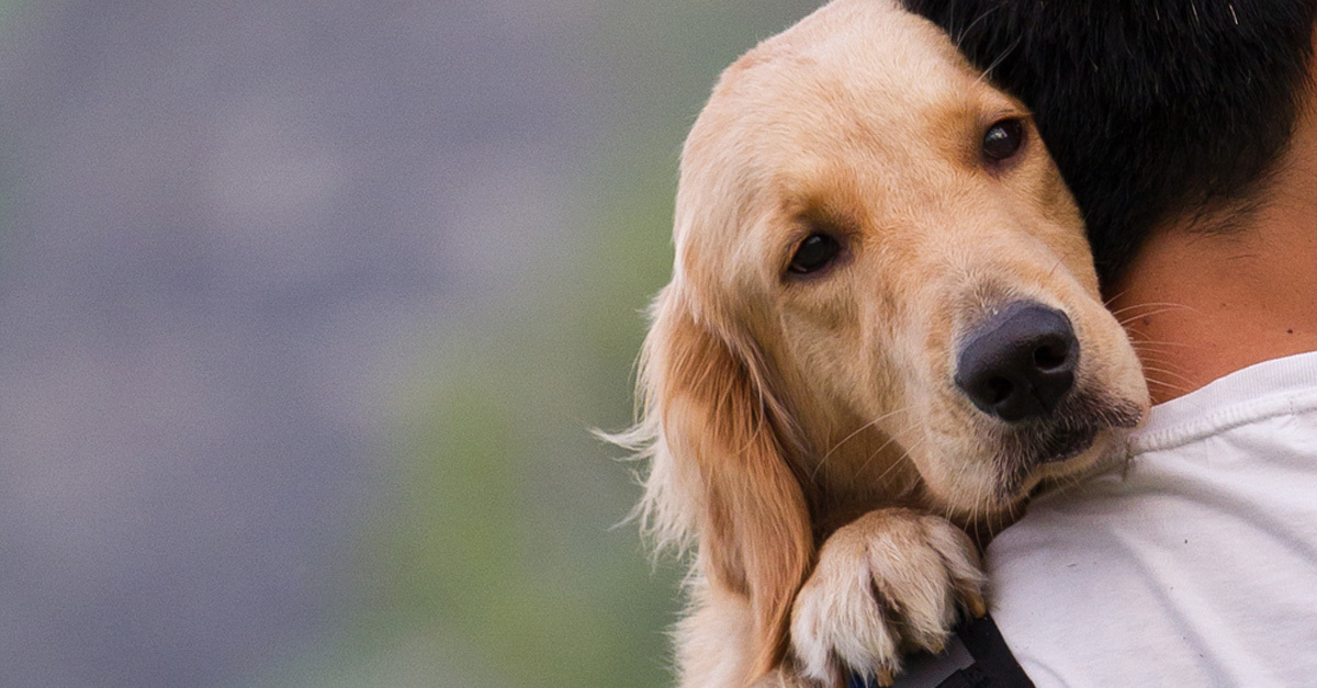 Bármi történjék, hűséges kutyánkra mindig számíthatunk
