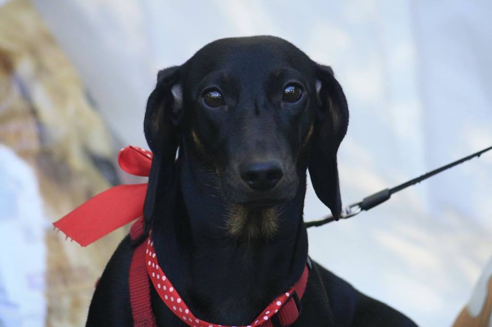 A II. Tacskó Találkozón sok kutyus viselte a piros szalagot