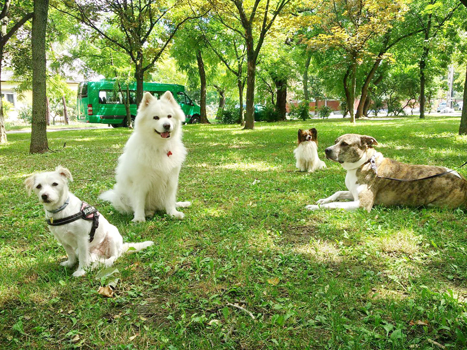 A kutyáknak is megvan a maguk személyes tere, amibe nem mindig szeretik, ha betolakszunk akár mi, akár más kutyák. Tartsuk tiszteletben!
