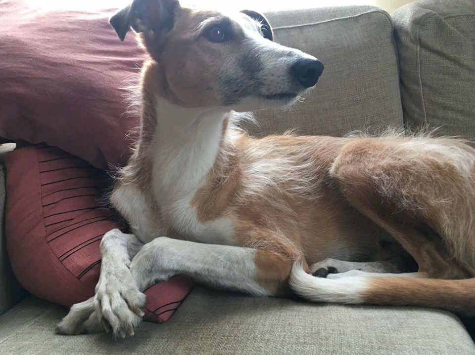 A gyönyörű örökbefogadott kutya szerető családnál élhetett