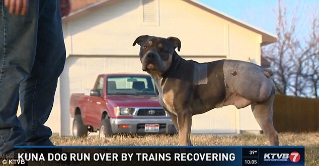 Loki felépült és boldogan él családjával