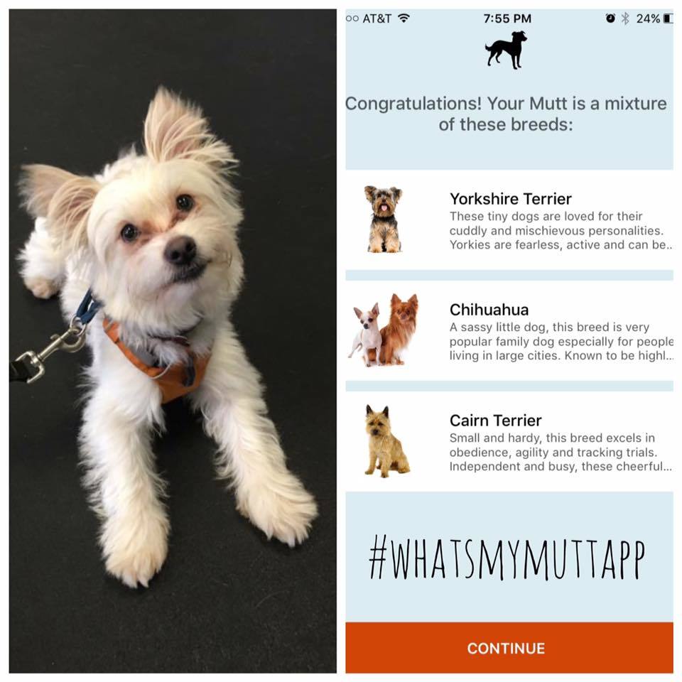 Reynolds (Yorkshire terrier, csivava és Cairn terrier keverék)