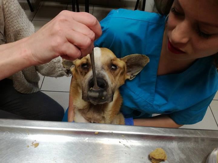 Fülöpöt szájon át is táplálják a szonda mellett