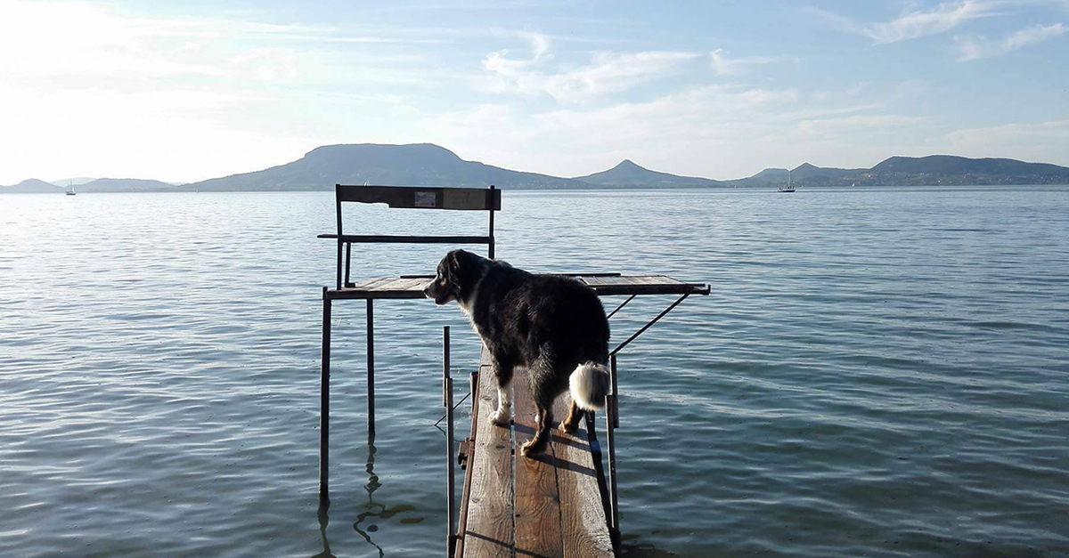 Fonyódi Kutyabarát Fürdőhely
