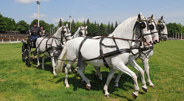 Lipicai lovak bemutatójában is gyönyörködhetünk