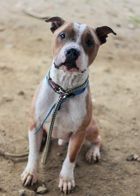 Az árva pitbull korábban biztosan gazdis volt