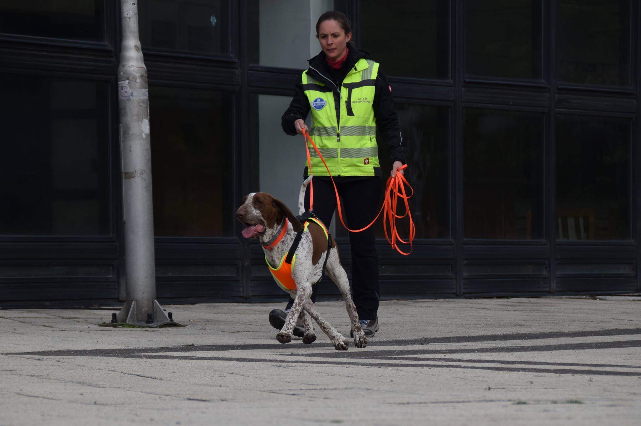 A mantrailing módszerrel városban is könnyedén követheti a kutya a személyt