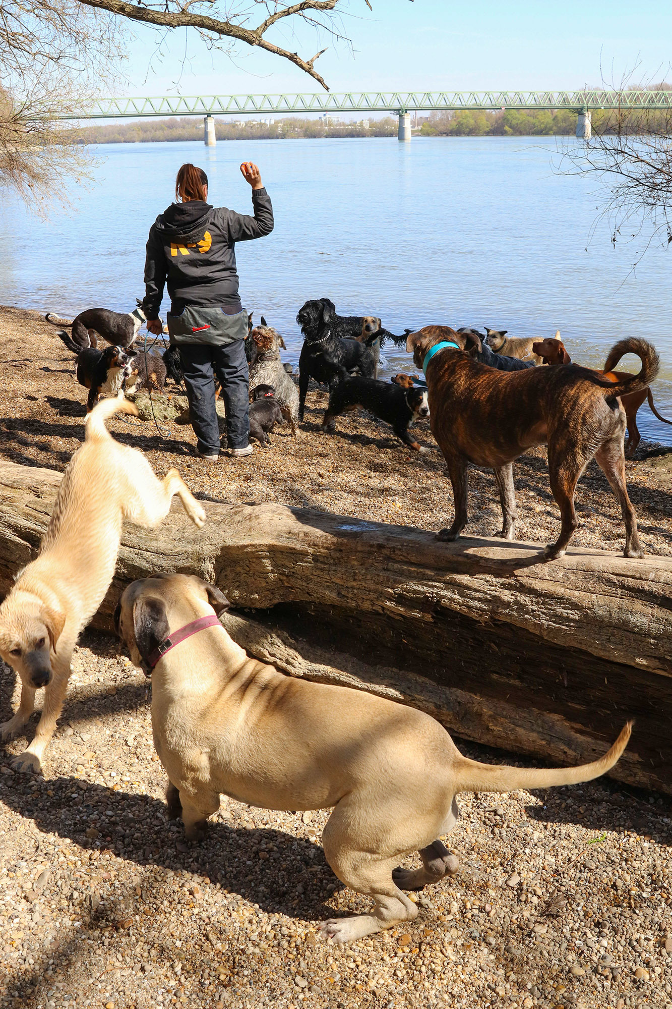 Nagy igény van egy kutyás strand kialakítására