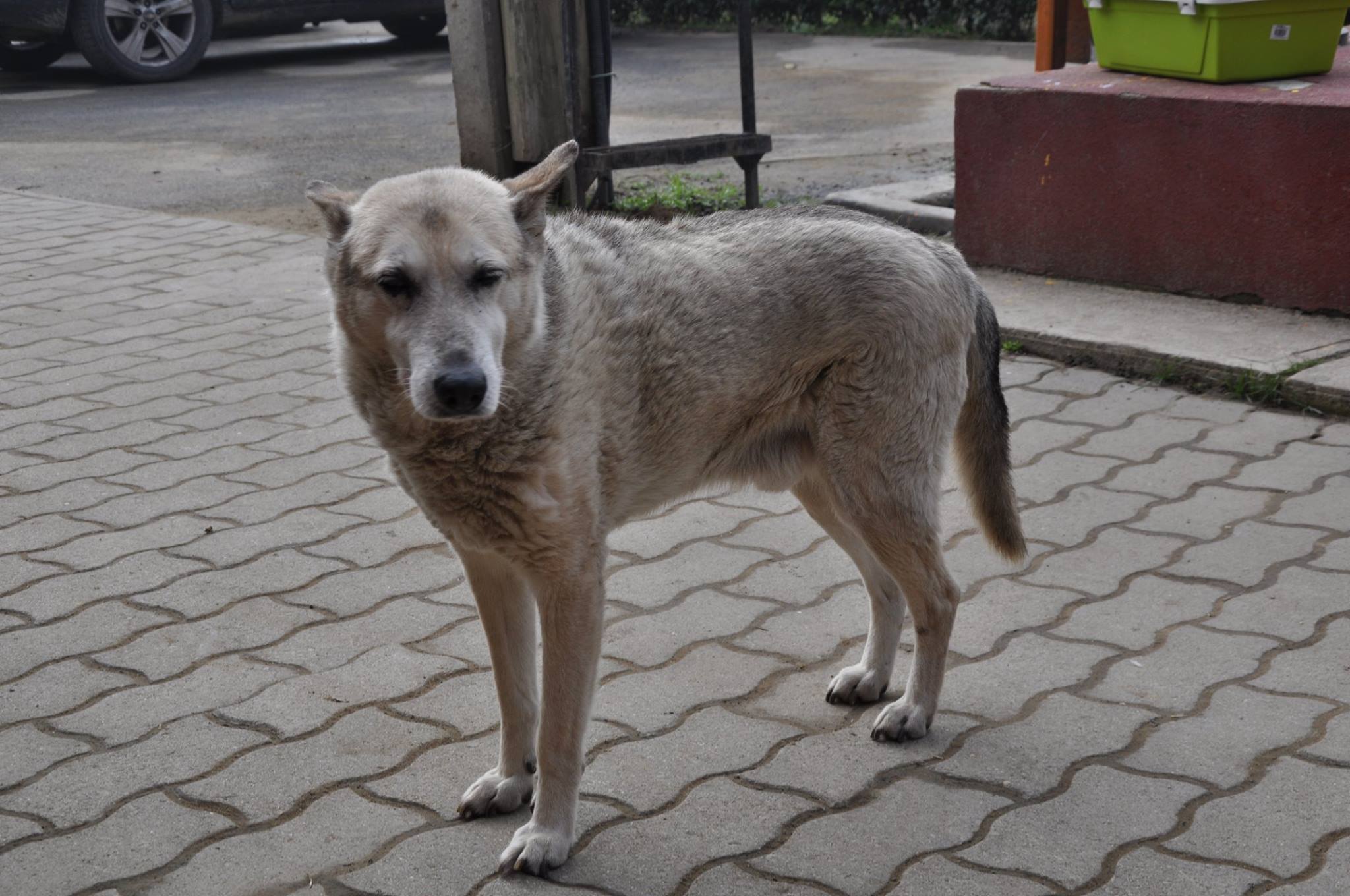 Buksi az ország legöregebb kutyusa volt Buksi az ország legöregebb kutyusa volt