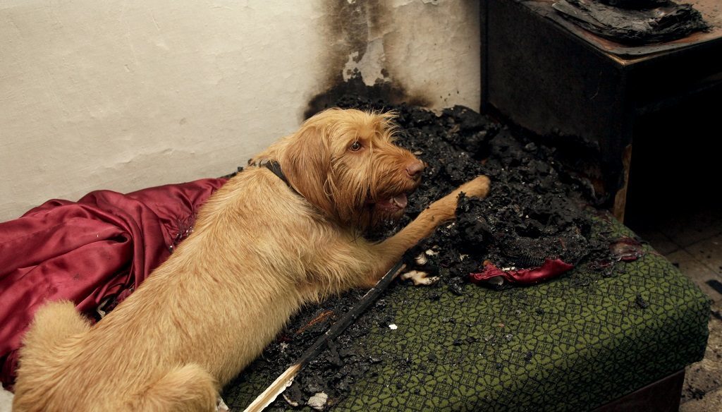 Kabos, a vizsla lett Szikra utódja