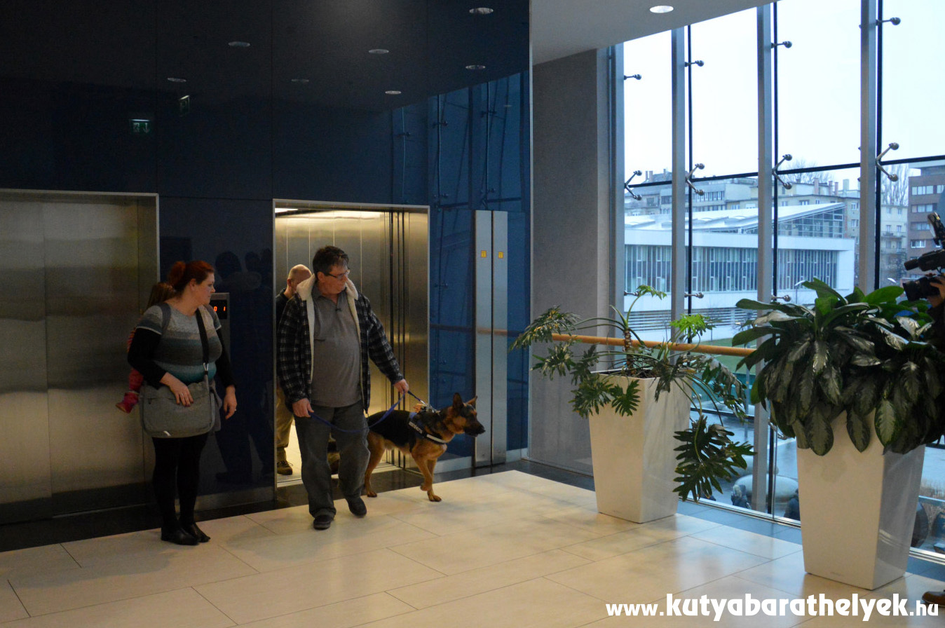 Rex minden feladatot jól teljesít