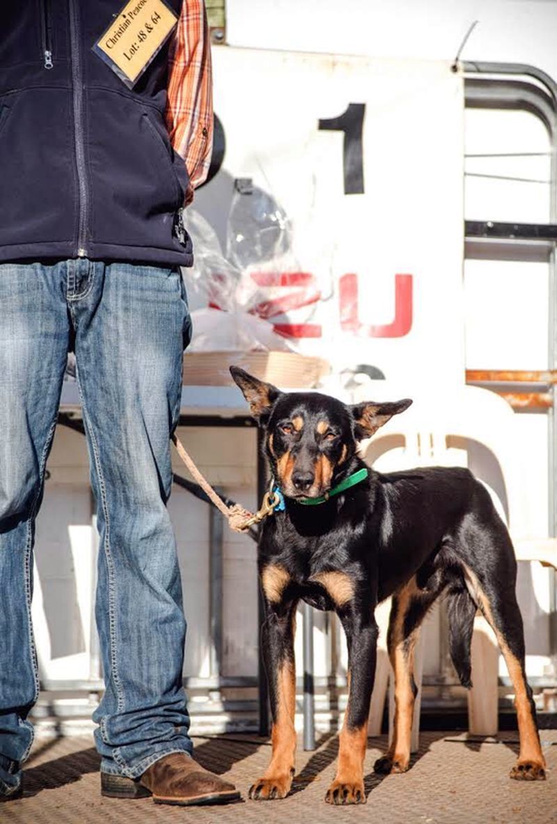 Glencairn Seven, a milliókat érő terelőkutya