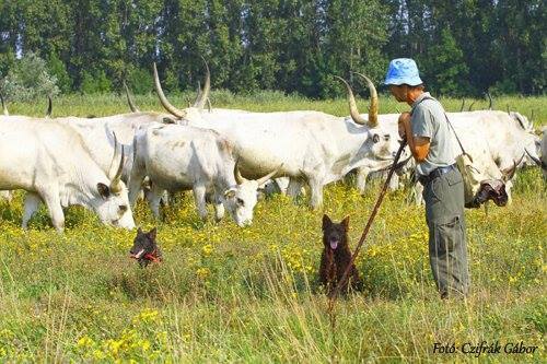 A juhászok és gulyások nélkülözhetetlen segítői a pásztorkutyák