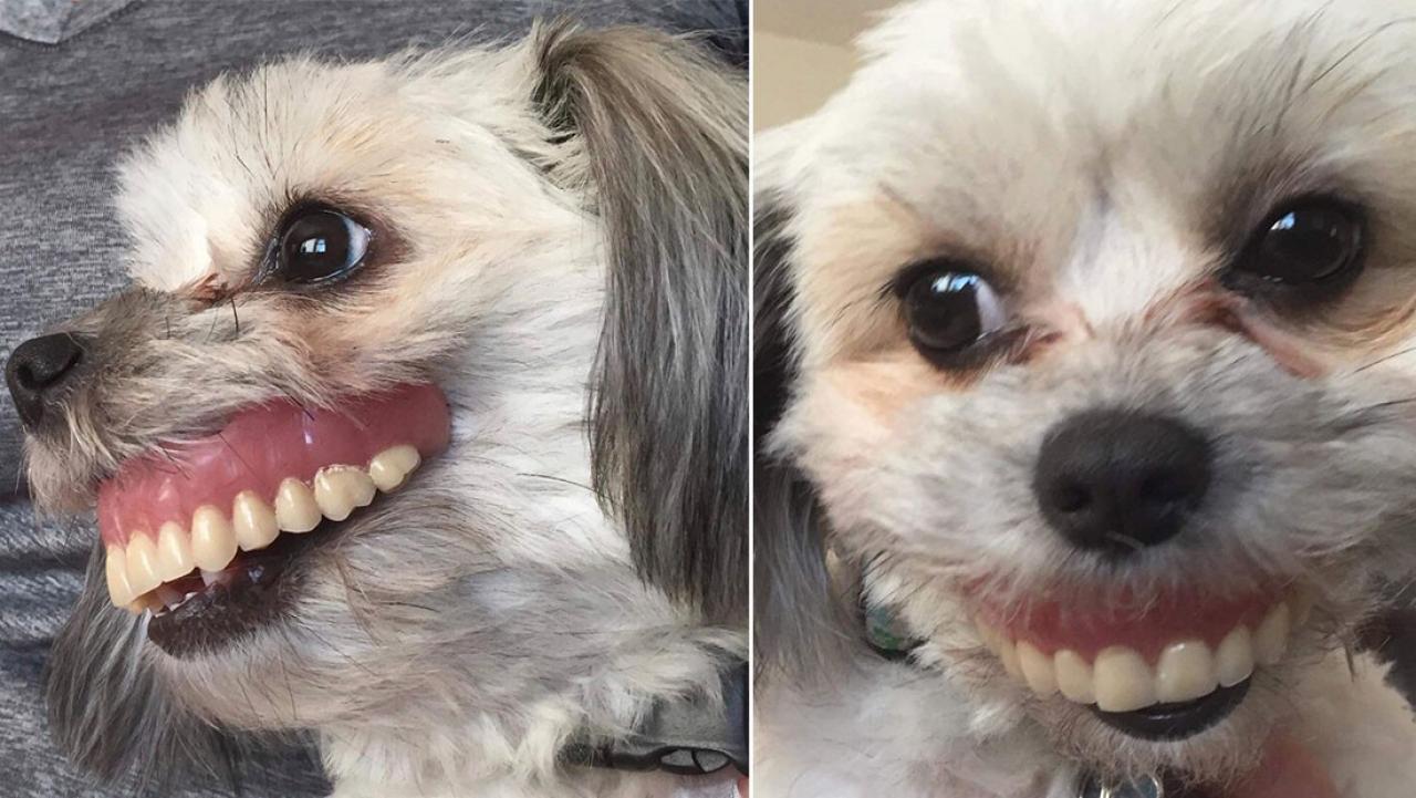 Pont úgy vette a szájába a kutya a fogsort, mintha azok az ő saját fogai lennének