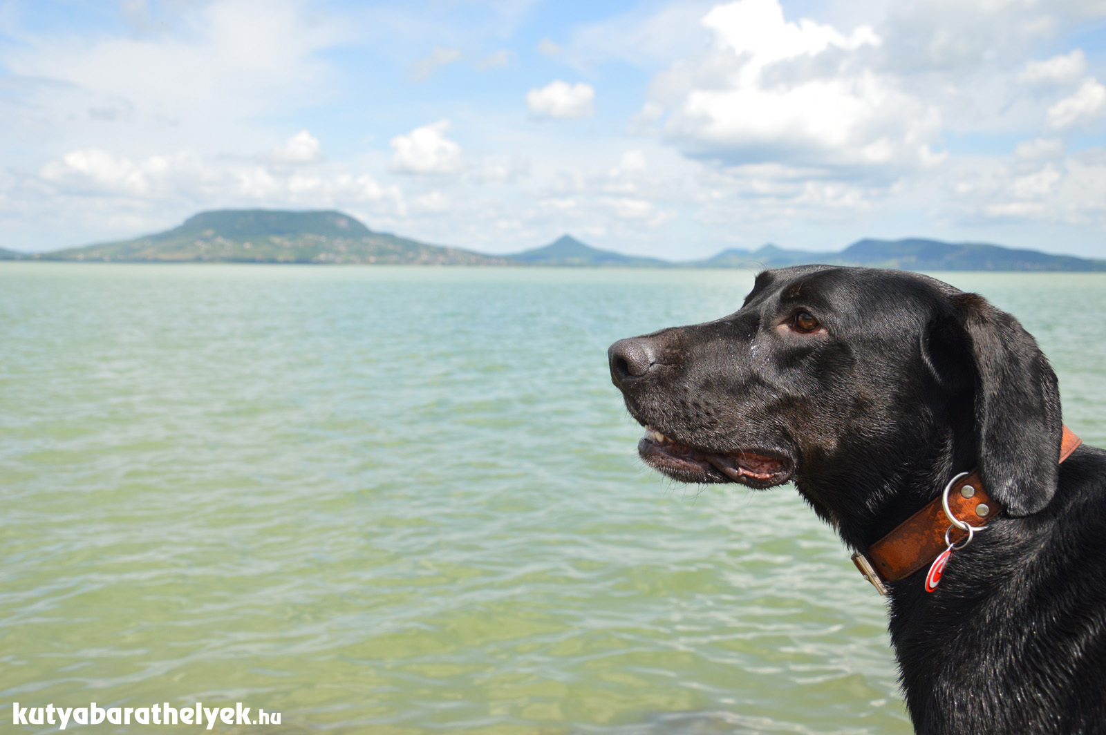 Fonyódon nyílt meg a Balaton első kutyabarát strandja