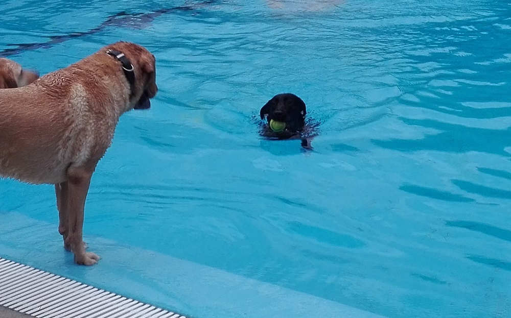 A labradorok különösen élvezték az úszást