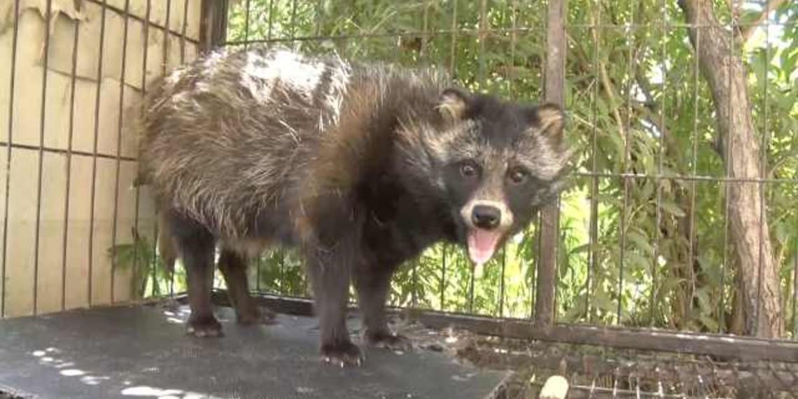 Kutyavásárlás Kínában: kutyaként adta el a piaci árus a mosómedvét
