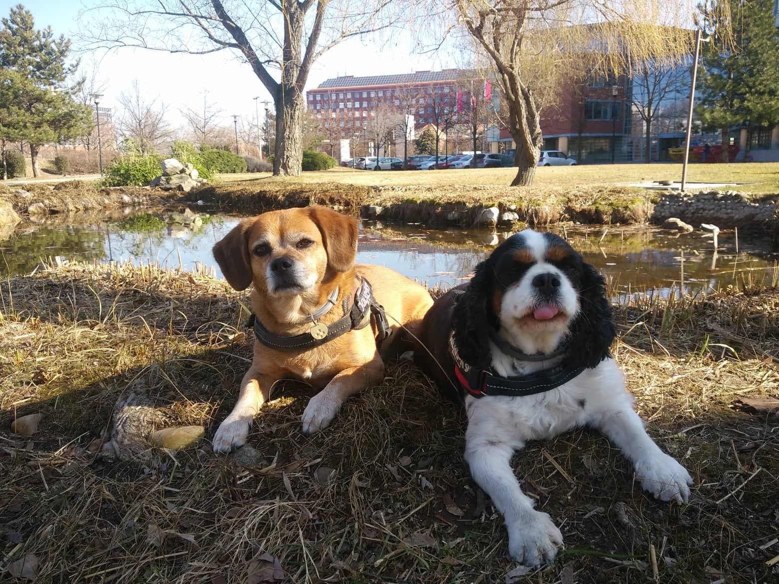 Vannak jobb napok, amikor minden szinte úgy megy, mint régen... a séták, a tréningek, a játék a kutya barátokkal
