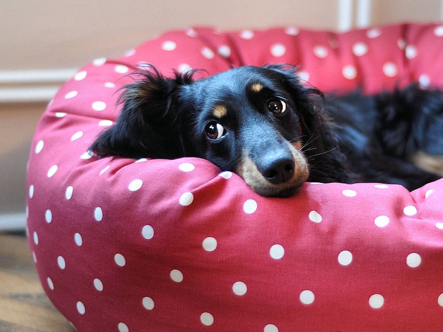 A költözés aggodalommal töltheti el a kutyát, figyelj rá!