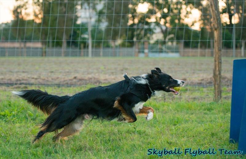 Rupert a szorgos versenyző