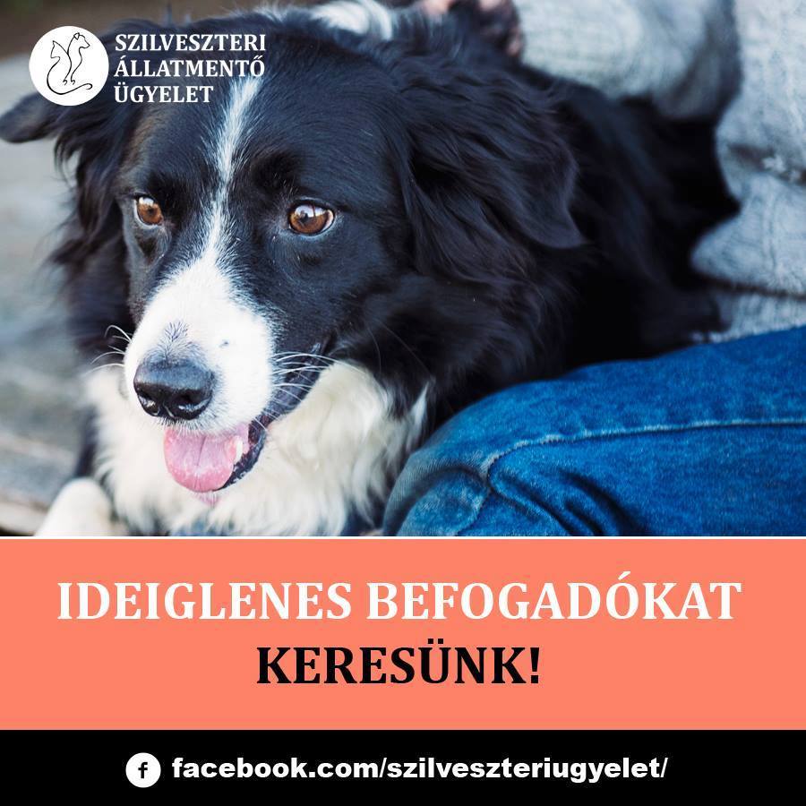 Többek között ideiglenes befogadókra is nagy szükség van