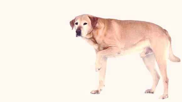 Az ízületek sokkal jobban fájnak frontos időben