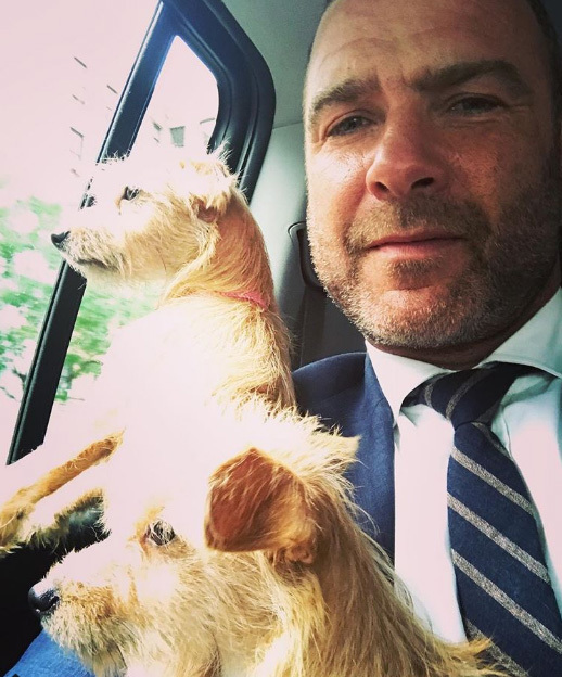 A két kutyus már biztonságos helyen lesz