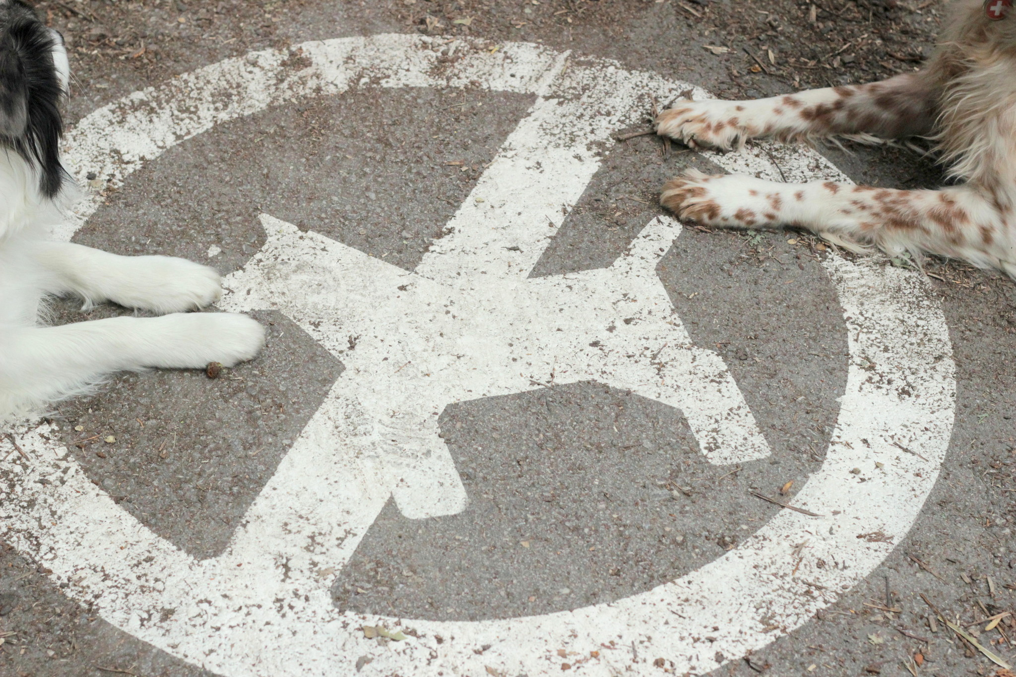 Ez a piktogram jelzi: ide többé nem teheti be lábát kutya